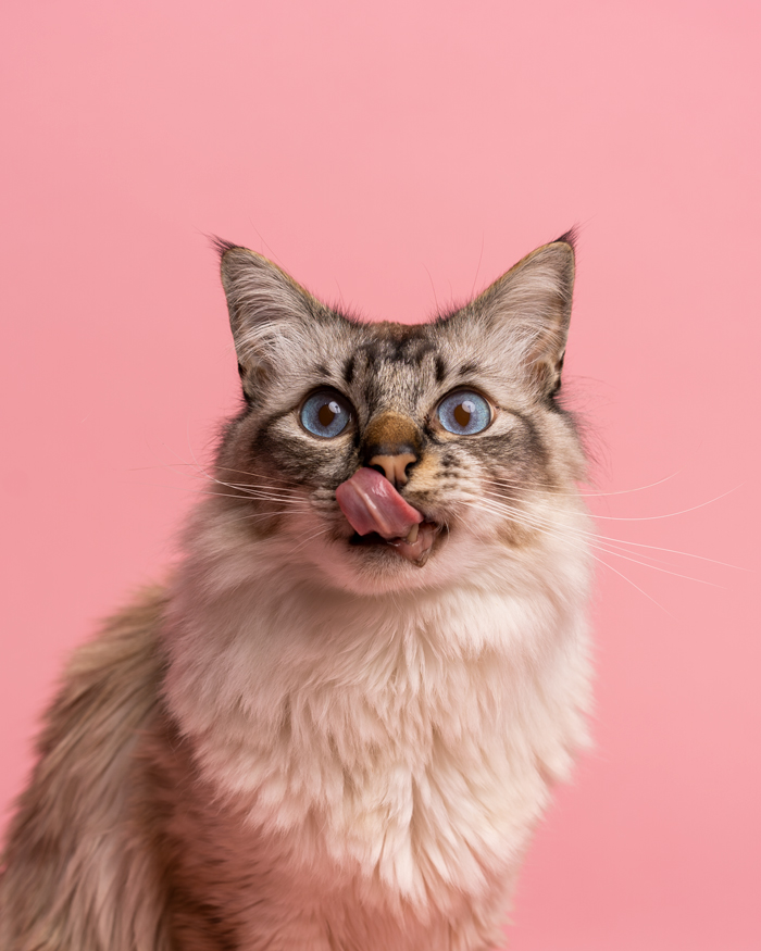 Photographe animalier à Pontault-Combault : chien, chat, cheval, nac