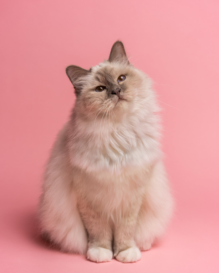 Photographe animalier à Pontault-Combault : séance photo pour chat, chien, cheval, nac... Studio à domicile