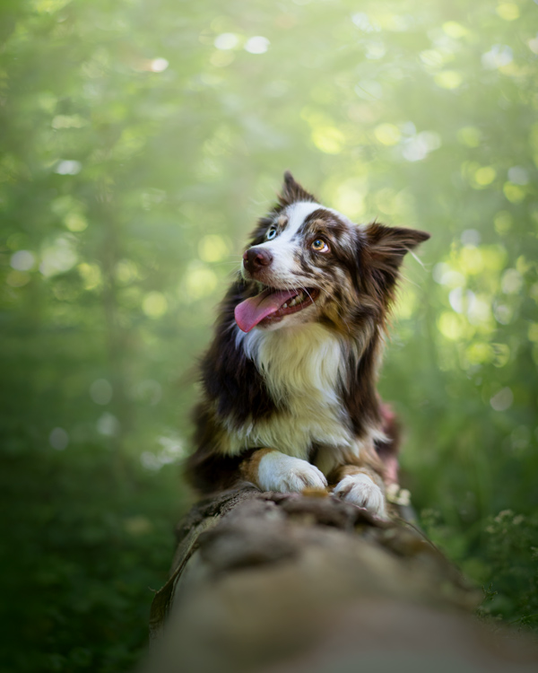 Photographe pour animaux de compagnie chien, chat, cheval, nac