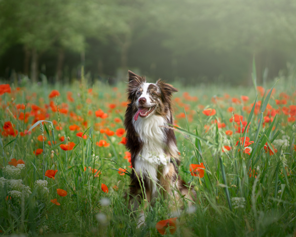 Photographe pour animaux de compagnie chien, chat, cheval, nac