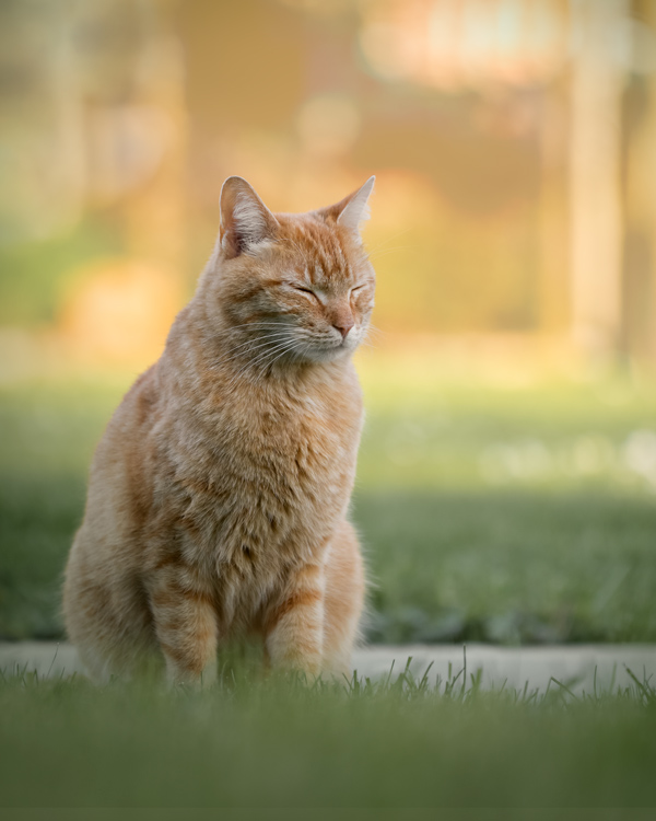 Photographe pour animaux de compagnie chien, chat, cheval, nac