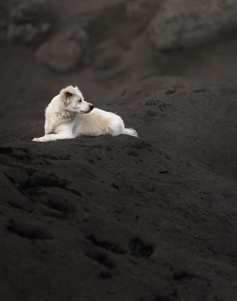 Photographe pour animaux de compagnie chien, chat, cheval, nac