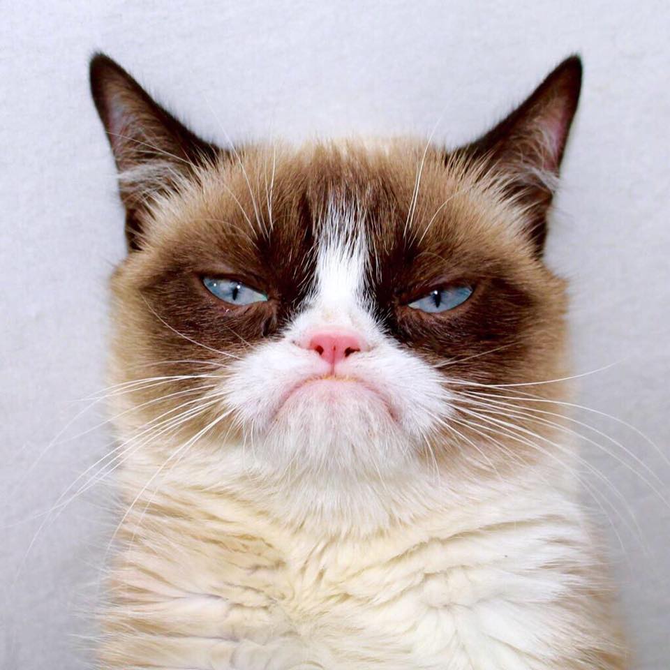 Ces animaux célèbres : Grumpy Cat