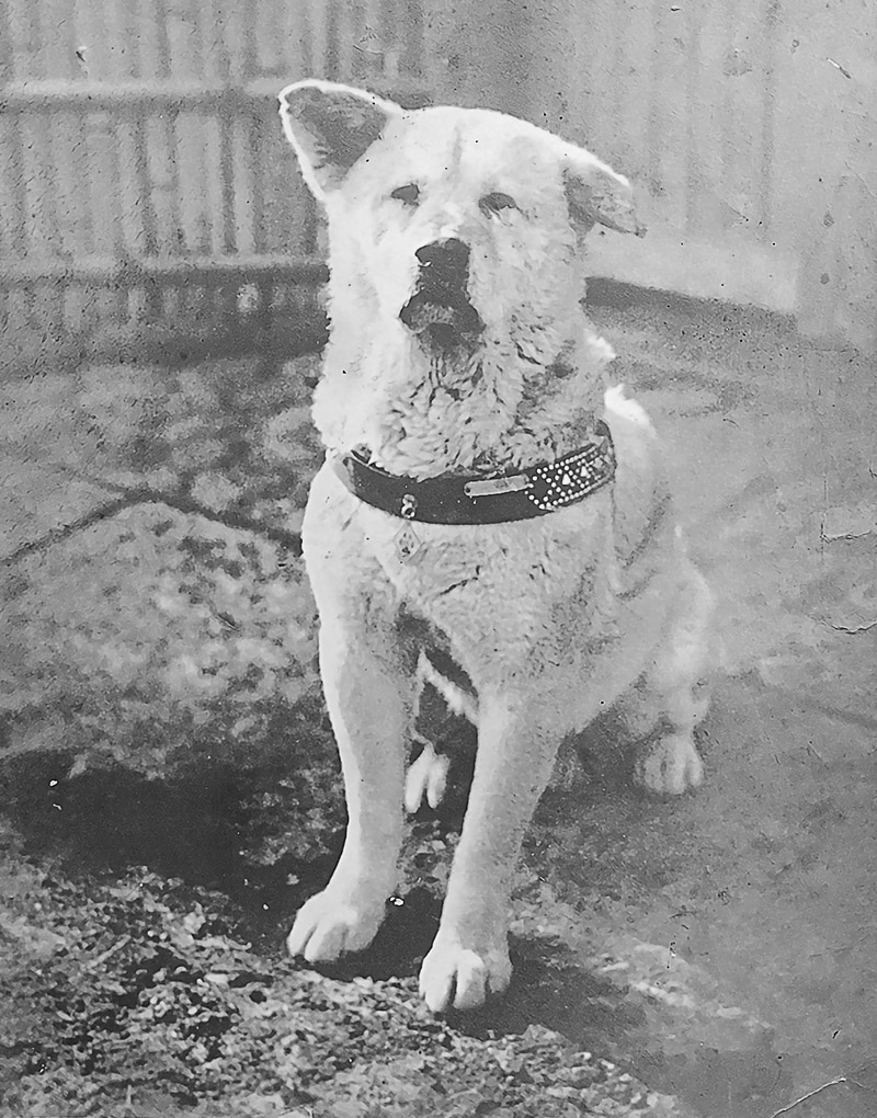 Ces animaux célèbres : Hachiko