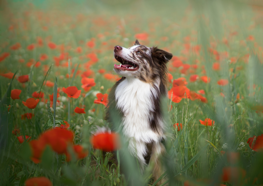 Photographe pour animaux de compagnie chien, chat, cheval, nac