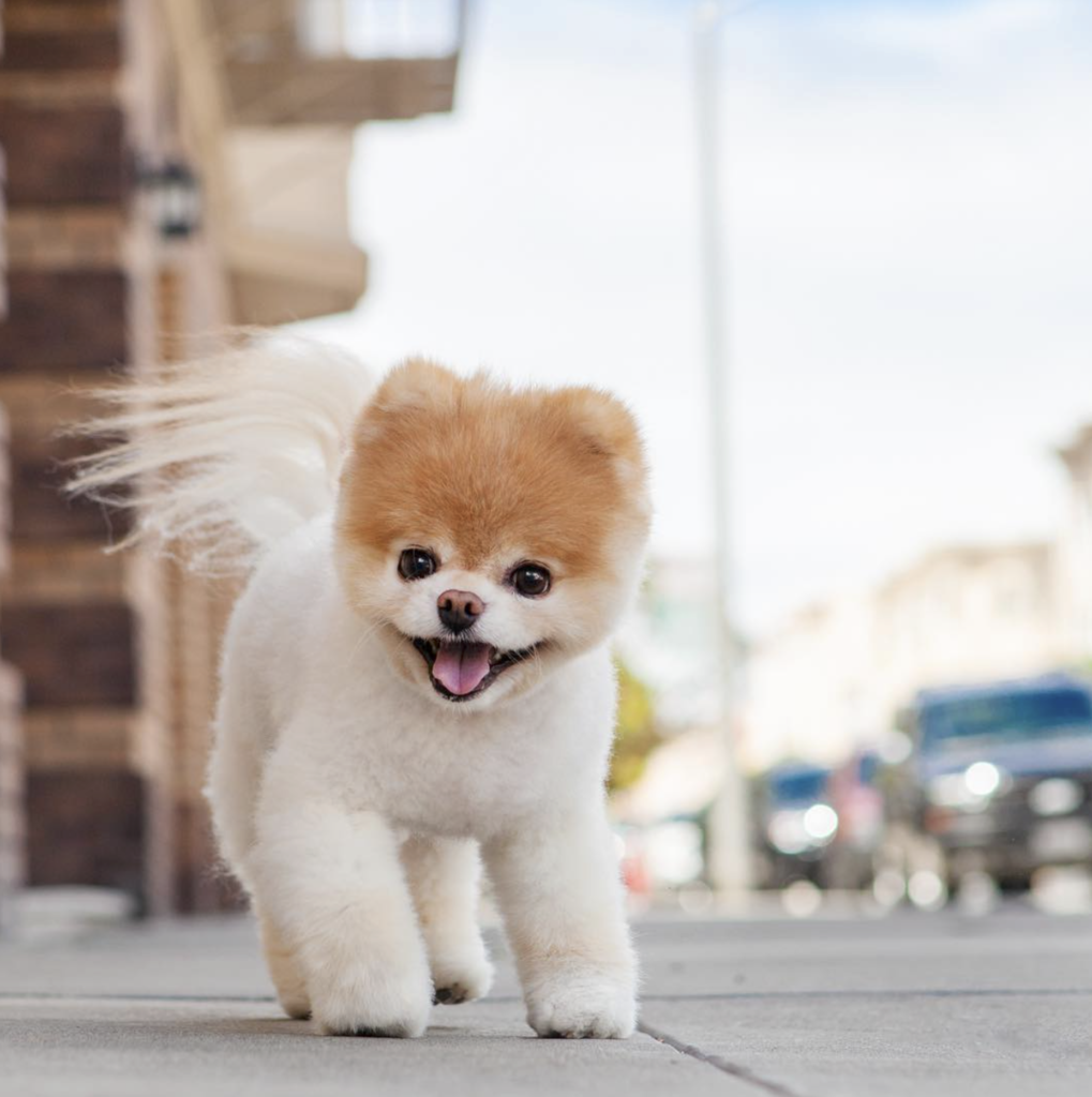 Ces animaux célèbres : Boo