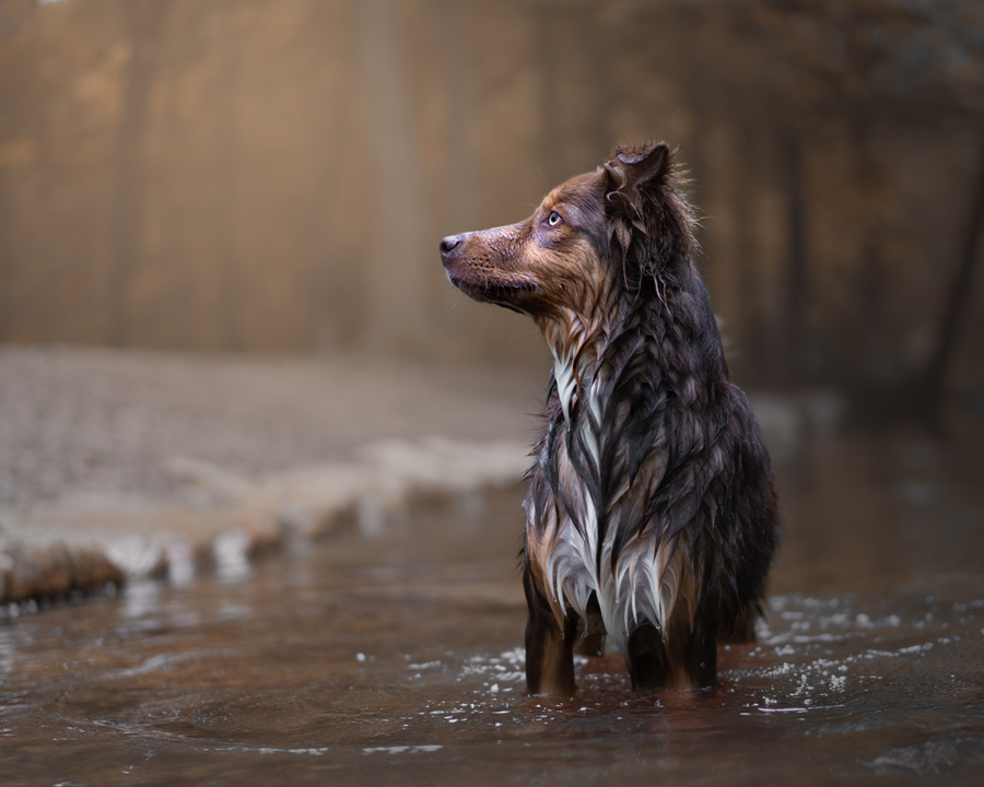 Photographe pour animaux de compagnie chien, chat, cheval, nac