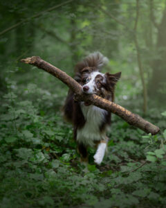 Tarifs shooting photo pour animaux de compagnie : chien, chat, cheval, nac