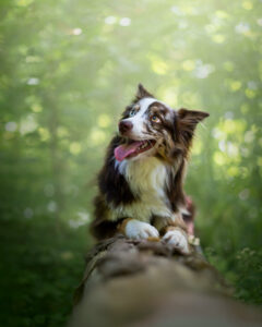 Tarifs shooting photo pour animaux de compagnie : chien, chat, cheval, nac