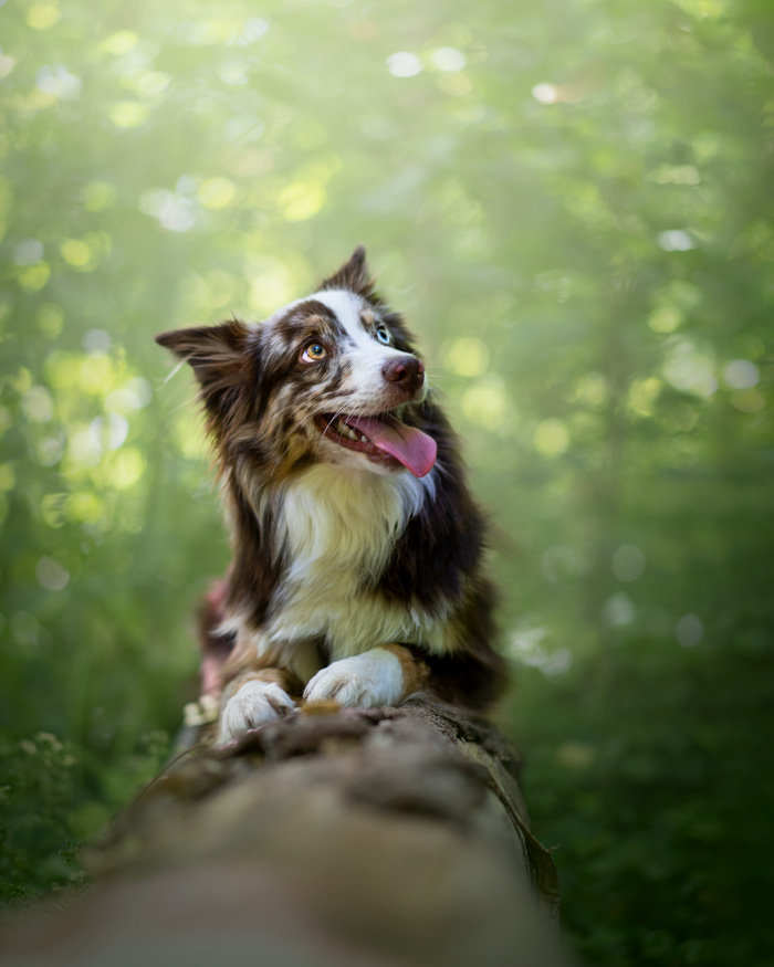 Tarifs shooting photo pour animaux de compagnie : chien, chat, cheval, nac