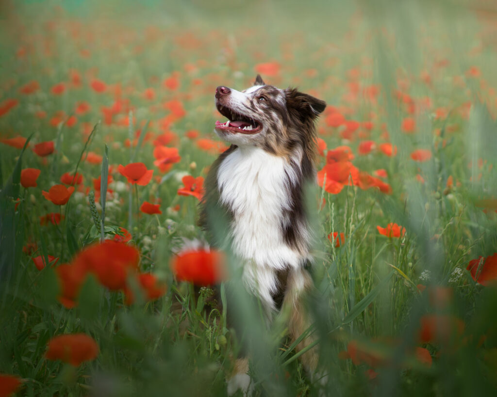Photographe pour animaux de compagnie chien, chat, cheval, nac