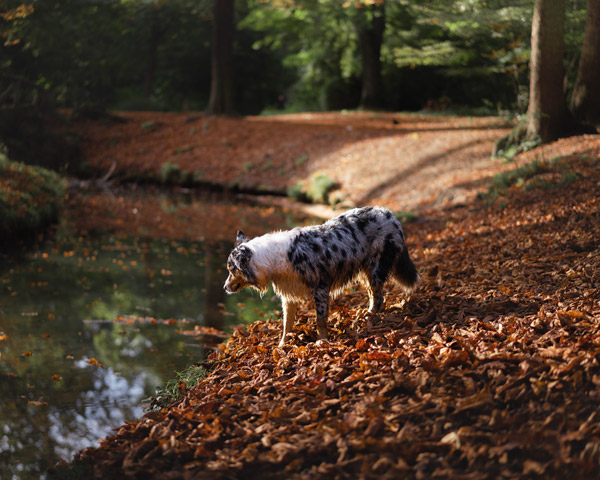 Photographe pour animaux de compagnie chien, chat, cheval, oiseau, rongeur, reptile