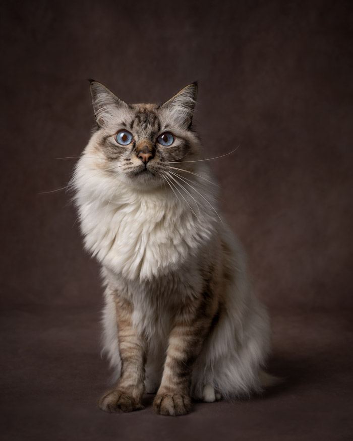 Séance photo pour animaux de compagnie chien, chat, cheval, nac. Photographe animalier à Pontault-Combault