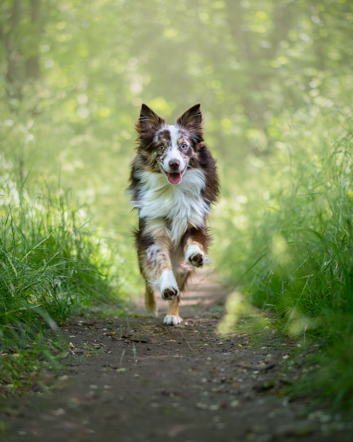 Séance photo pour animaux de compagnie chien, chat, cheval, nac