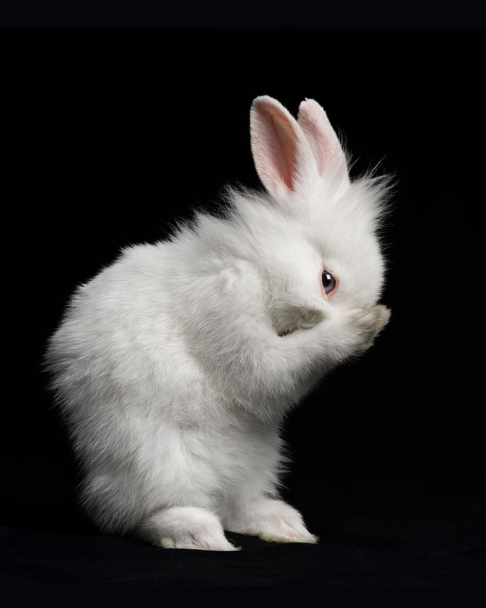 Séance photo pour animaux de compagnie chien, chat, cheval, nac