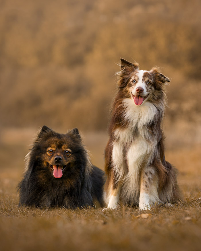 Séance photo pour animaux de compagnie chien, chat, cheval, nac. Photographe animalier à Pontault-Combault