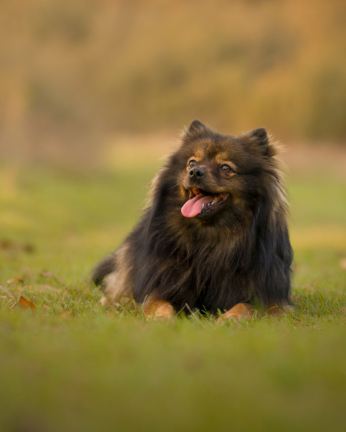 Photographe animalier à Pontault-Combault : séance photo pour chat, chien, cheval, nac... Studio à domicile