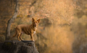Photographe animalier à Pontault-Combault : séance photo pour chien en forêt