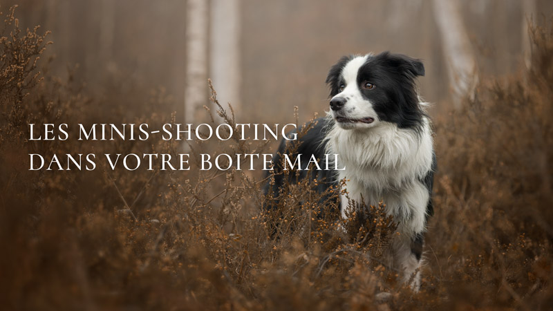 Les minis-shooting dans votre boite mail