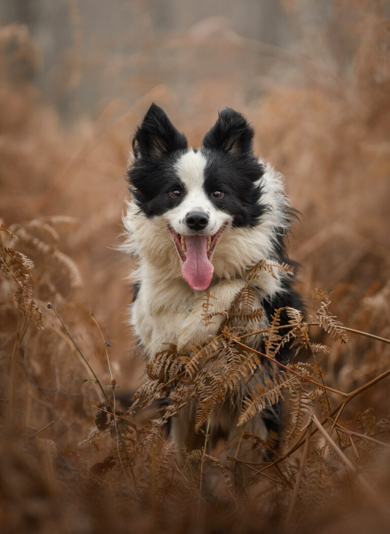 Shooting photo pour animaux de compagnie chien, chat, cheval, nac. Photographe animalier à Pontault-Combault proche de Paris Photographe chien