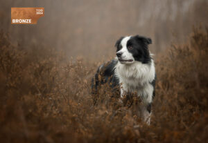Shooting photo pour animaux de compagnie chien, chat, cheval, nac. Photographe animalier à Pontault-Combault proche de Paris