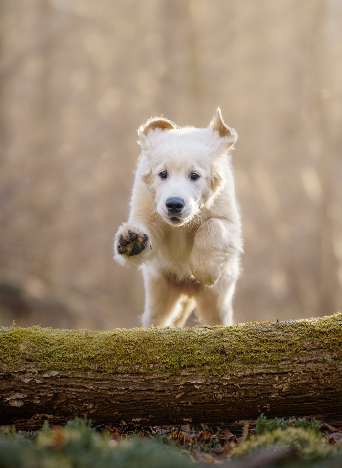 Shooting photo pour animaux de compagnie chien, chat, cheval, nac. Photographe animalier à Pontault-Combault proche de Paris