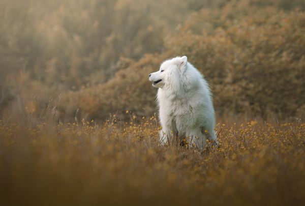 Shooting photo pour animaux de compagnie chien, chat, cheval, nac. Photographe animalier à Pontault-Combault à 40min de Paris