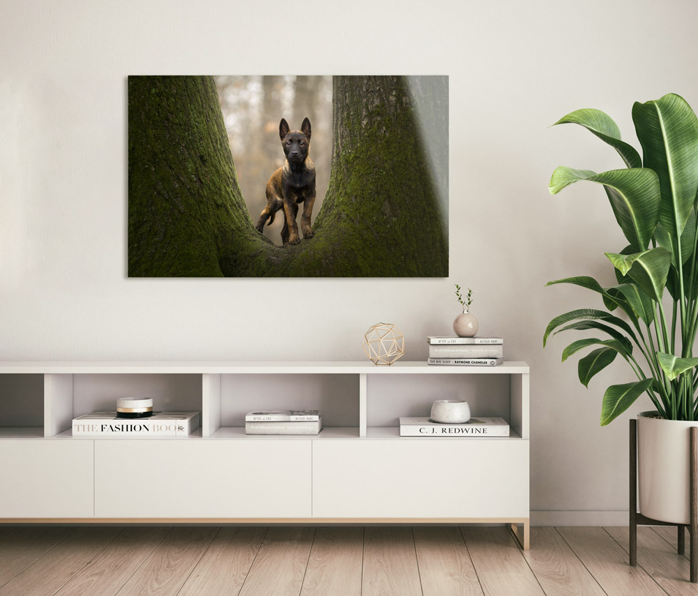 Photographe pour animaux de compagnie chien, chat, cheval, nac Proche de Paris