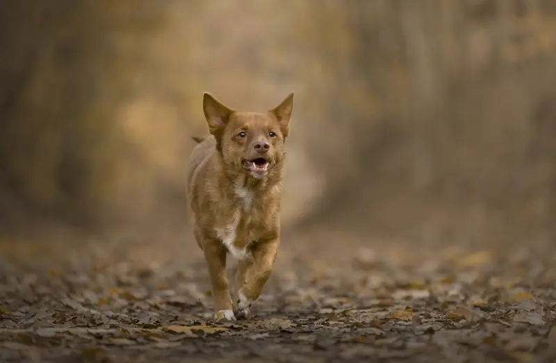 Shooting photo pour chien, chat, cheval, nac et animaux. Photographe animalier à Pontault-Combault proche de Paris. Photographe chien