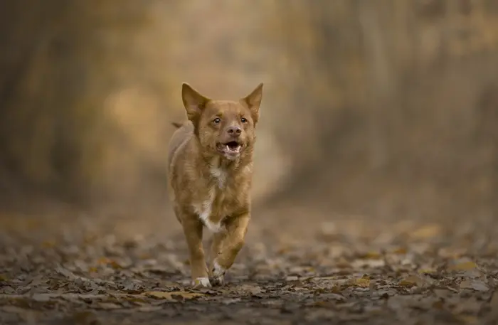 Shooting photo pour chien, chat, cheval, nac et animaux. Photographe animalier à Pontault-Combault proche de Paris. Photographe chien