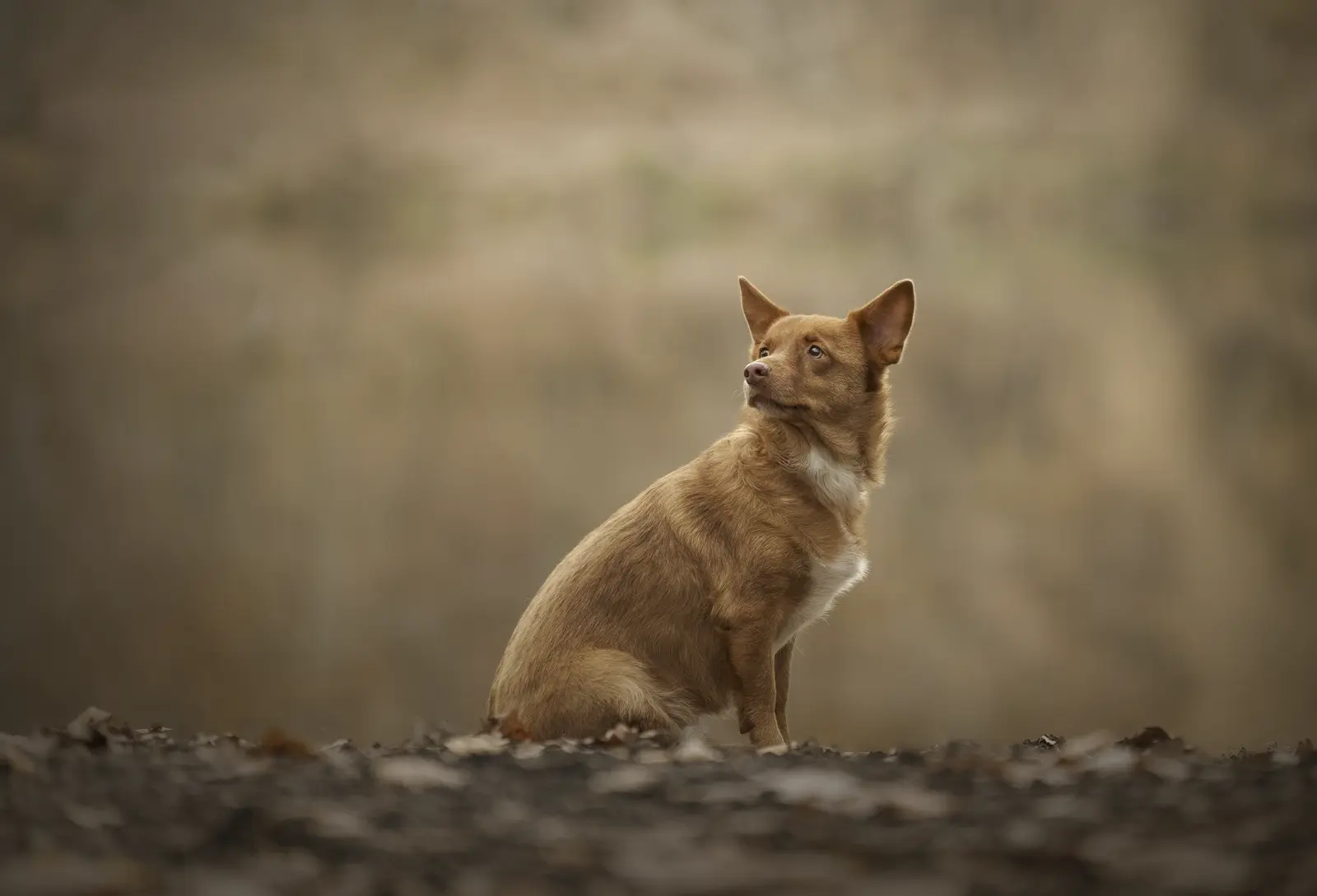 Shooting photo chien à la Forêt de Meudon