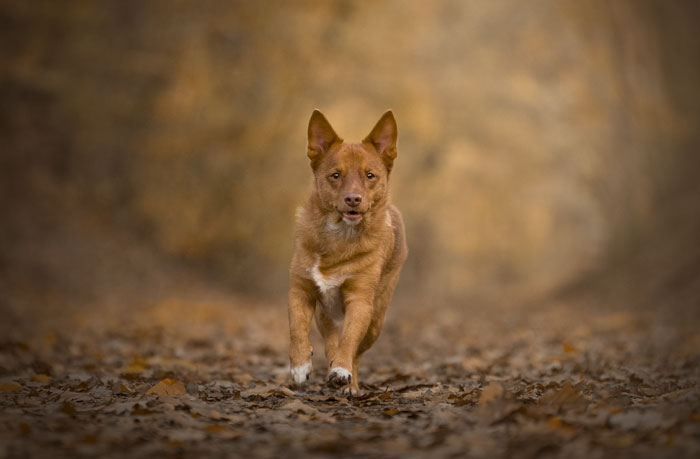 Séance photo pour chien, chat, cheval, nac. Photographe animaux de compagnie à Pontault-Combault en Seine-et-Marne