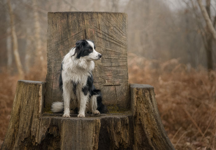 Séance photo pour chien, chat, cheval, nac. Photographe animaux de compagnie à Pontault-Combault en Seine-et-Marne