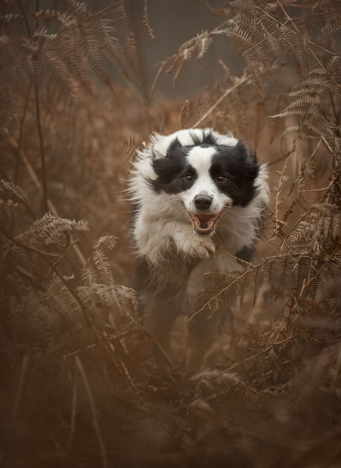 Séance photo pour chien, chat, cheval, nac. Photographe animaux de compagnie à Pontault-Combault en Seine-et-Marne