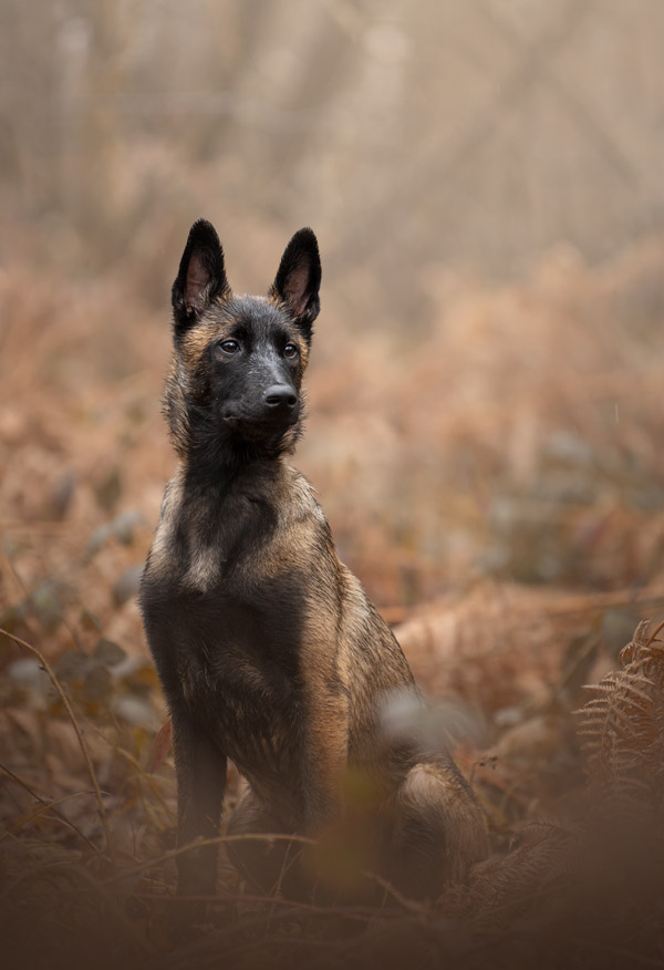 Shooting photo pour animaux de compagnie chien, chat, cheval, nac. Photographe animalier à Pontault-Combault proche de Paris