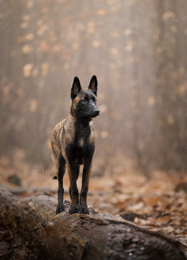 Shooting photo pour animaux de compagnie chien, chat, cheval, nac. Photographe animalier à Pontault-Combault proche de Paris