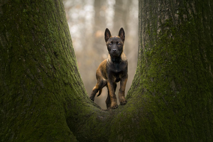 Shooting photo pour animaux de compagnie chien, chat, cheval, nac. Photographe animalier à Pontault-Combault proche de Paris