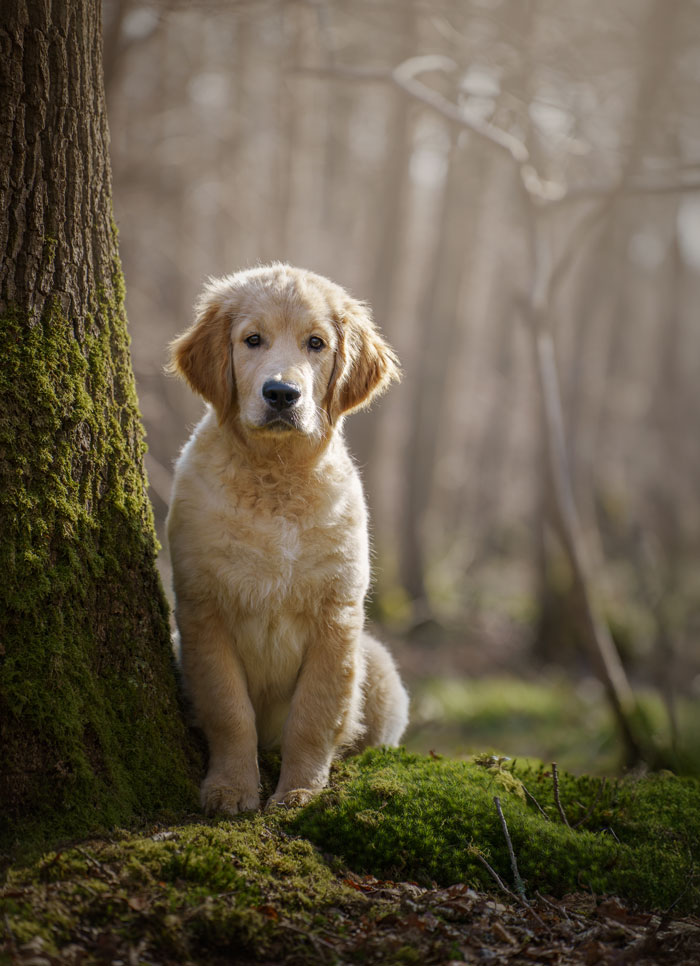 Séance photo pour chien, chat, cheval, nac. Photographe animaux de compagnie à Pontault-Combault en Seine-et-Marne