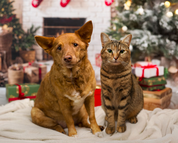 Séance photo en studio Noël pour chien, chat, cheval, nac. Photographe animaux de compagnie à Pontault-Combault en Seine-et-Marne