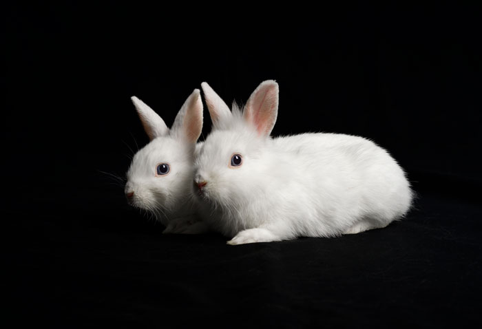 Séance photo en studio pour chien, chat, cheval, nac. Photographe animaux de compagnie à Pontault-Combault en Seine-et-Marne