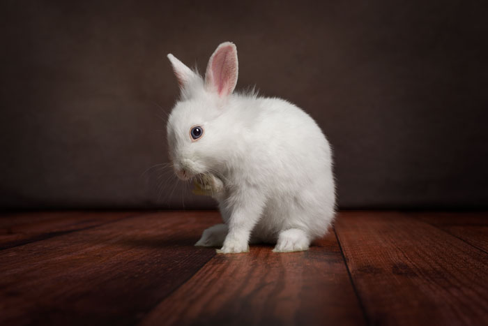 Séance photo en studio pour chien, chat, cheval, nac. Photographe animaux de compagnie à Pontault-Combault en Seine-et-Marne