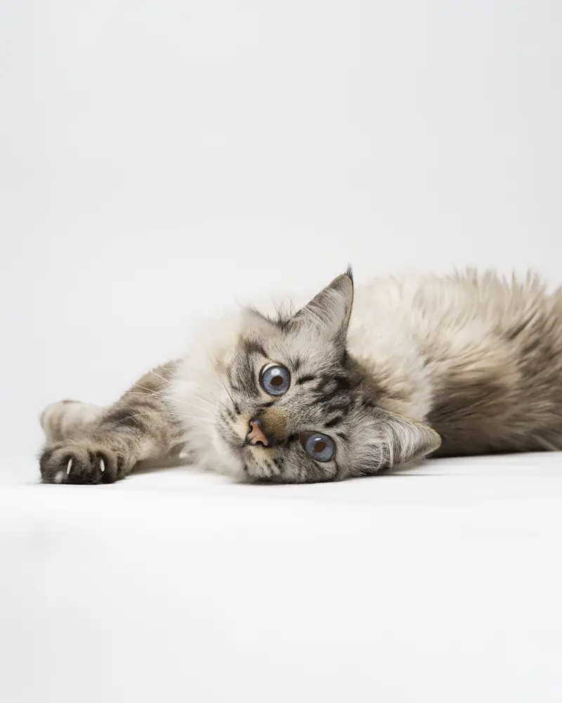 Shooting photo chat en studio. Photographe animalier à Pontault-Combault proche de Paris.