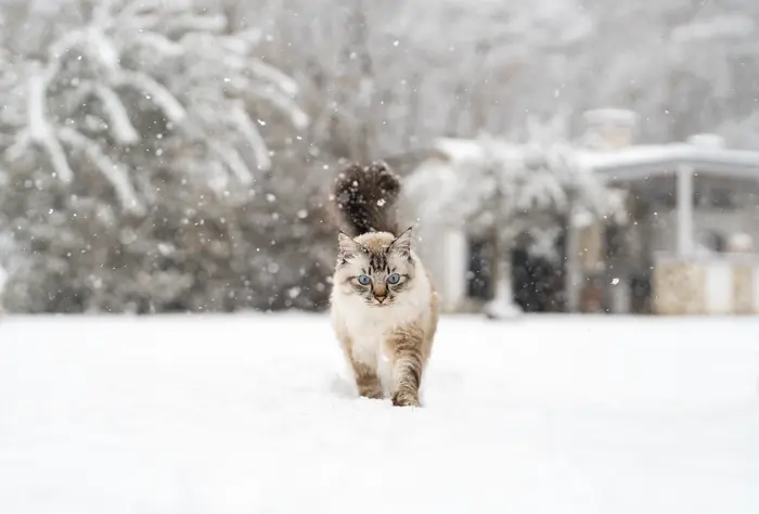 Shooting photo pour chien, chat, cheval, nac et animaux. Photographe animalier à Pontault-Combault proche de Paris. Photographe chien