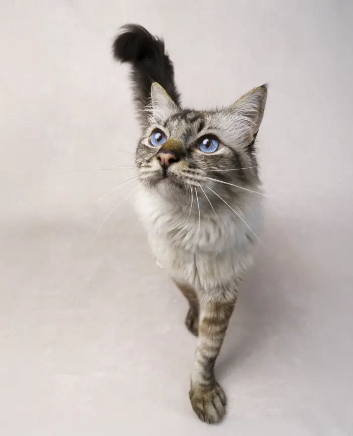 Shooting photo studio pour animaux de compagnie chien, chat, cheval, nac. Photographe animalier à Pontault-Combault Photographe chat, chien, cheval, nac