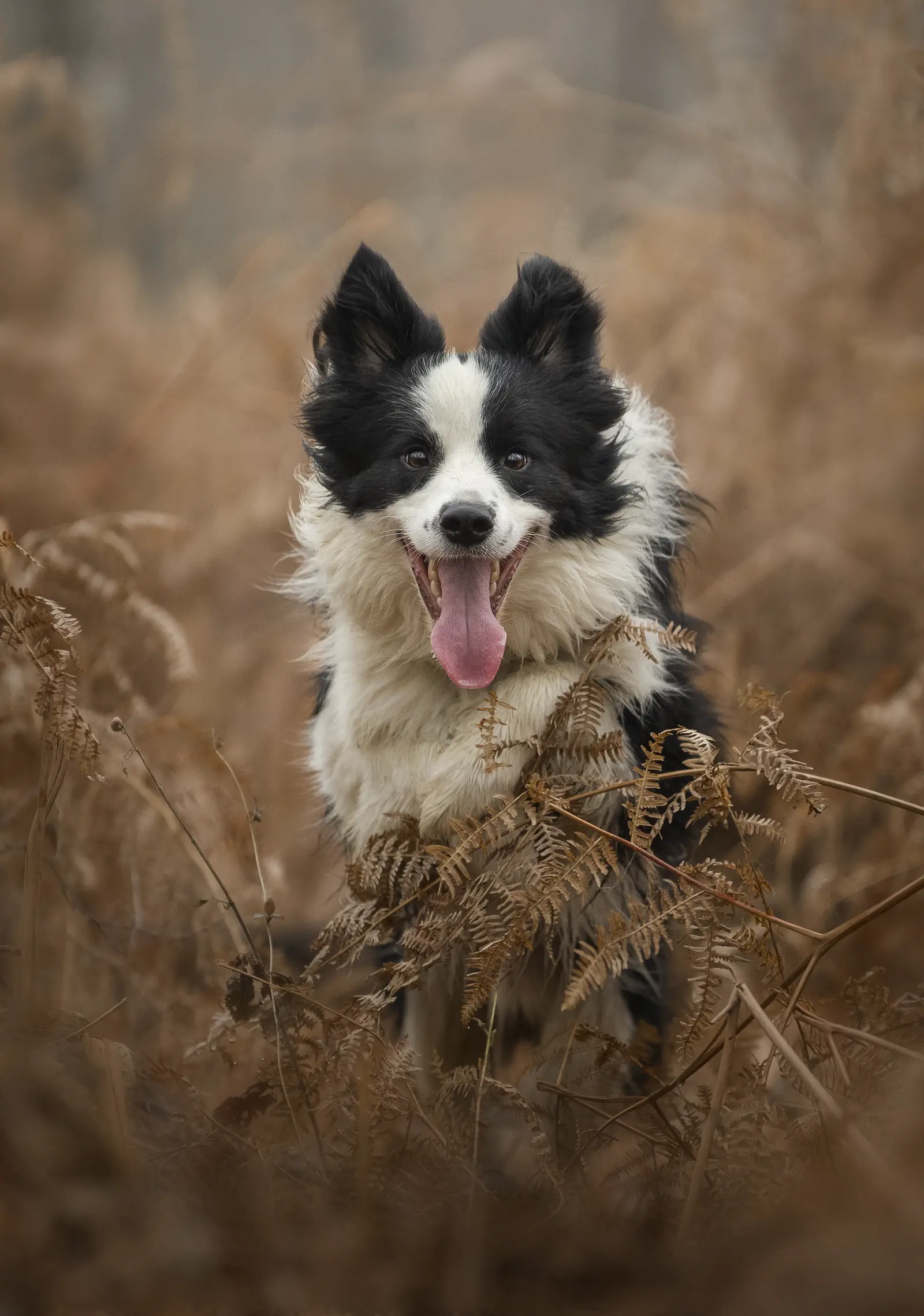 Shooting photo chien border collie en forêt en automne. Photographe animalier à Pontault-Combault proche de Paris. Photographe chien