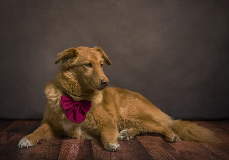 Shooting photo chien en studio. Photographe animalier à Pontault-Combault proche de Paris.