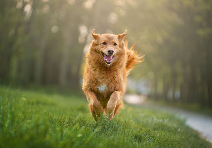 Séance photo pour chien, chat, cheval, nac. Photographe animaux de compagnie à Pontault-Combault en Seine-et-Marne