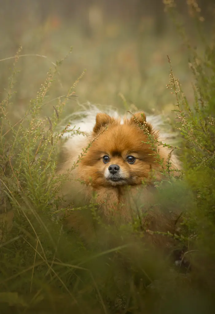Shooting photo pour animaux de compagnie chien, chat, cheval, nac. Photographe animalier à Pontault-Combault proche de Paris