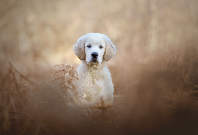 Shooting photo pour chien, chat, cheval, nac. Photographe animaux de compagnie à Pontault-Combault en Seine-et-Marne