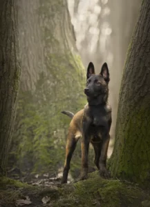 Séance photo chien Malinois en forêt à Saint-Leu-La-Forêt